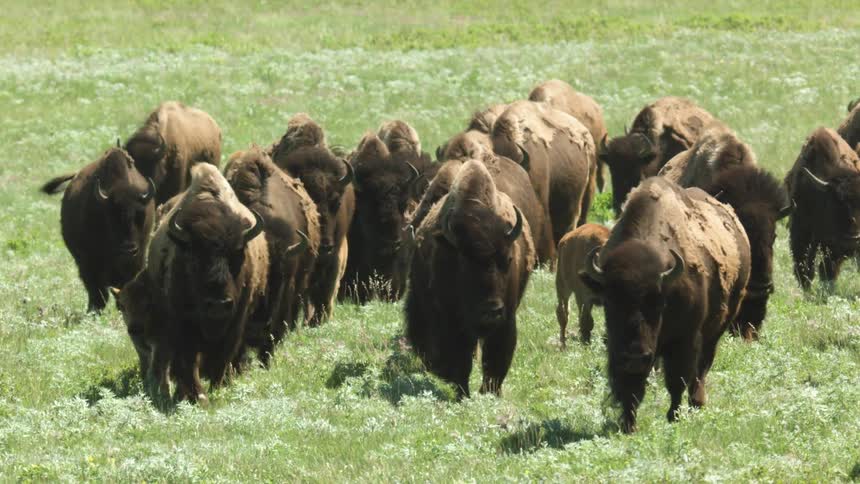 Herd of buffalo walking across a grass covered field