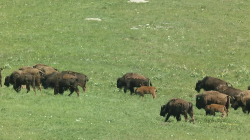 The herd of buffalo walk up the green hill