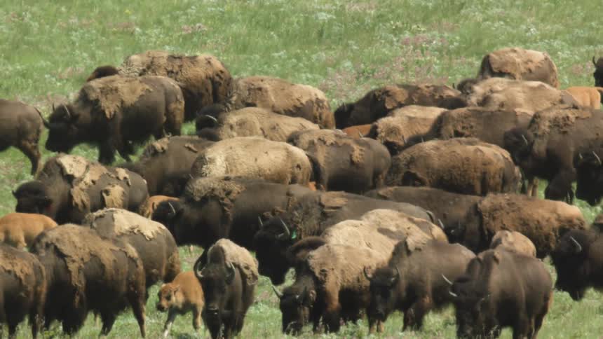 A large herd of brown american bison including several calves is tightly packed together while grazing in a wide grassy field the shaggy animals stand shouldertoshoulder moving slowly as they feed on the lush green and yellow vegetation