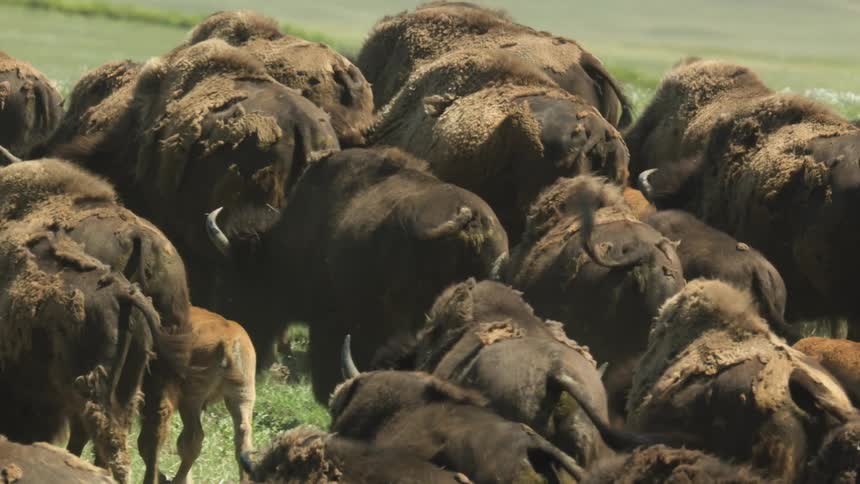 The group of buffalos gather together and walk