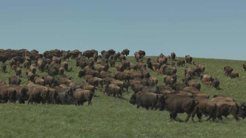 Large herd of buffalo walking across a grass covered field