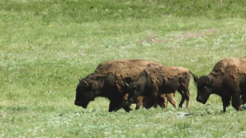 A herd of bison walking through a grass field during daytime
