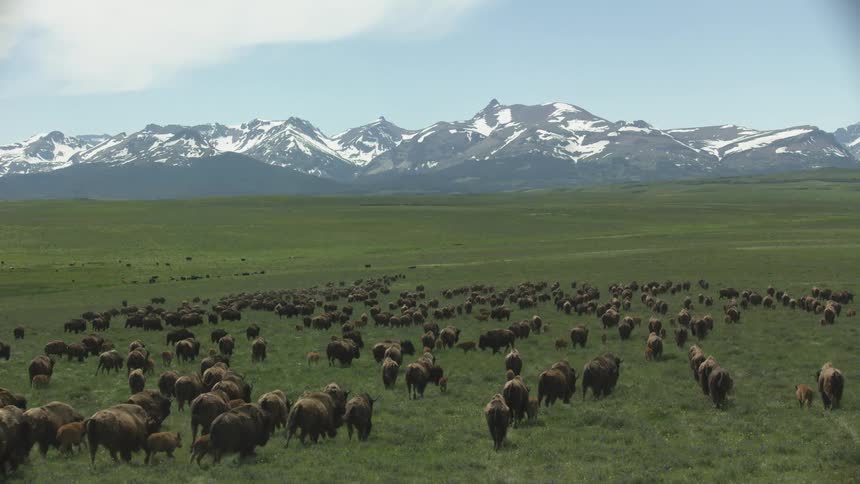 A herd of buffalo run through a grassland near a mountain range