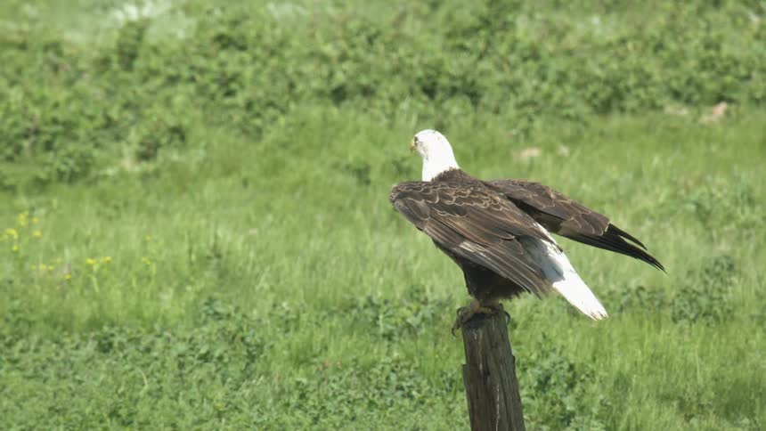 An eagle perched on a wooden fence post flies away