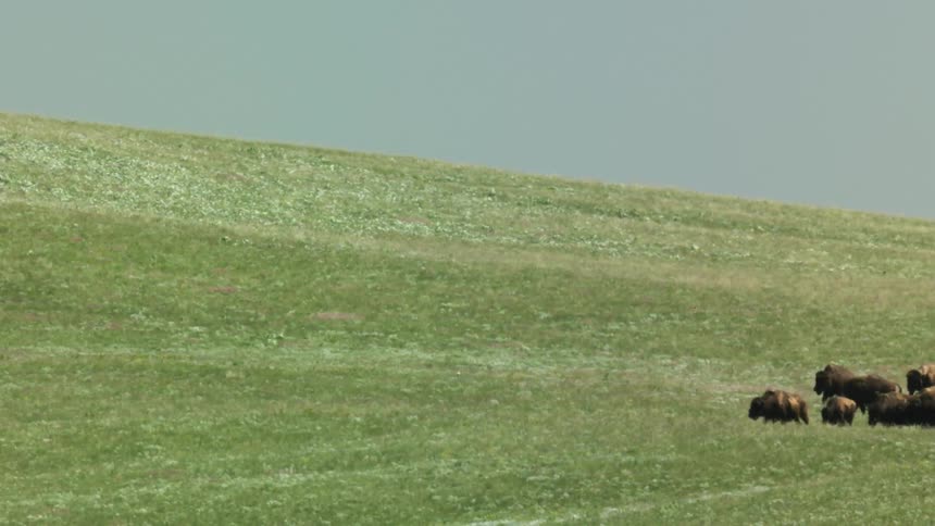 Group of bison gathered in a wide grassland field