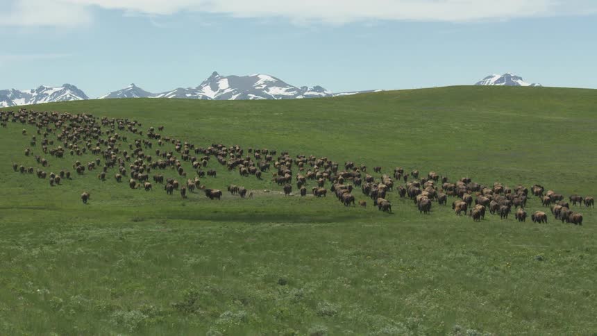 Herd of bison crossing a green field with mountains in the background