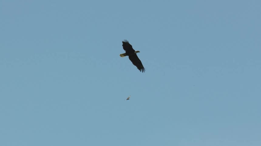 Bald eagle flies across a clear sky as another bird flies in the distance
