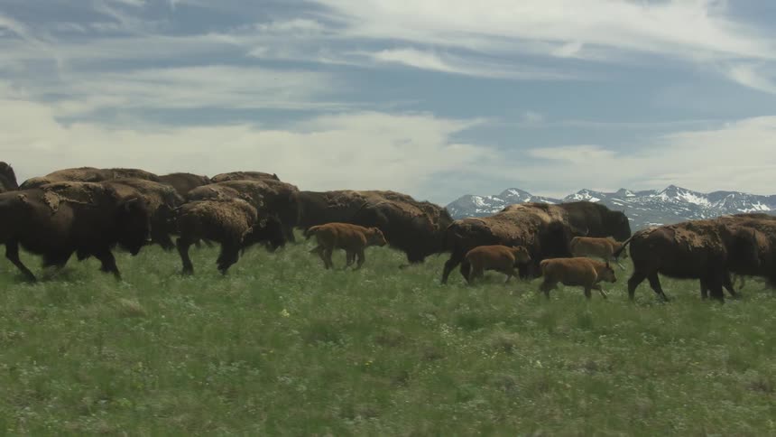 A herd of buffalo runs across a highland grassfield at midday with a mountain range in the background