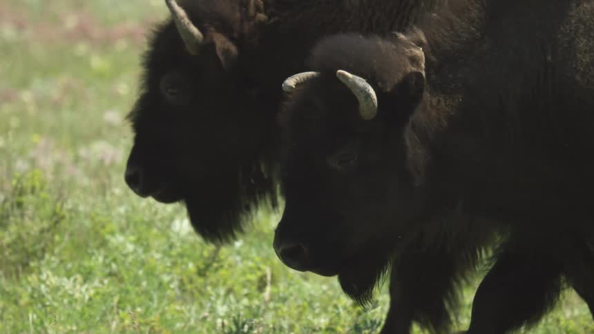 Two bison walk side by side across a grassy field in daylight