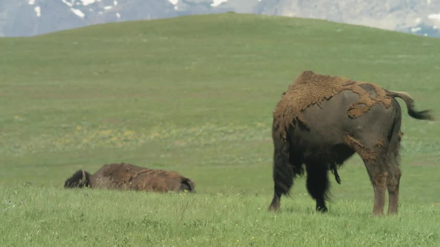 Buffalo stands on a grass covered hill and walks away as another buffalo stands in the distance