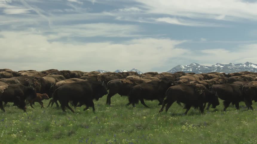 Bison run across flowerfilled field with snowcapped mountains in background under partly cloudy sky