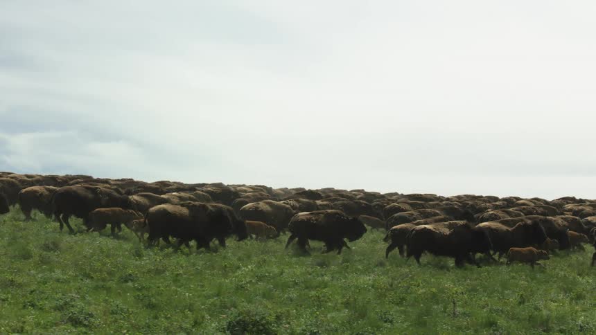 The large herd of buffalo are running through the grass
