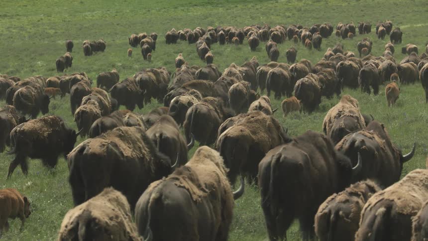 A herd of buffalo grazes in a grassland on a summer day
