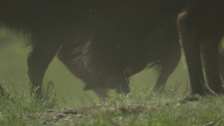 This video shows a lowangle closeup of the legs and hooves of several bison walking slowly through green grass suggesting they are moving or grazing some light dust is visible around their hooves as they step