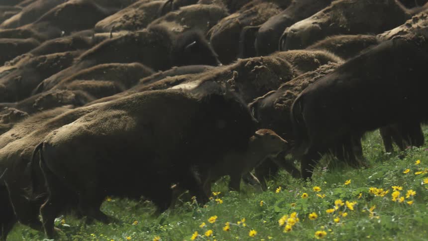 The large herd of buffalo walk uphill