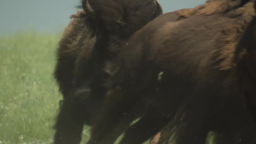 Lightcolored bison calf surrounded by darkcoated adults in a tight formation