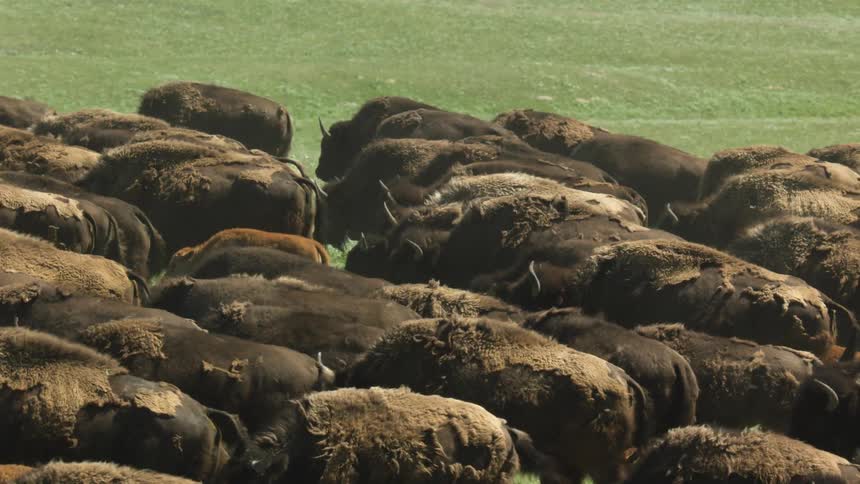This video shows a beautiful wide shot of a large herd of bison grazing on a vibrant green gently sloping prairie the spectacular background is dominated by a huge snowcapped mountain under a bright sky