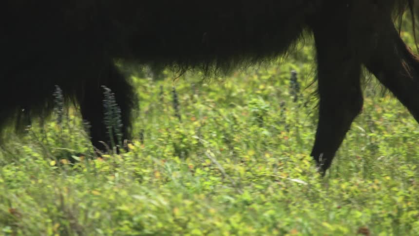 A herd of bison moves through lush green grass under bright sunlight