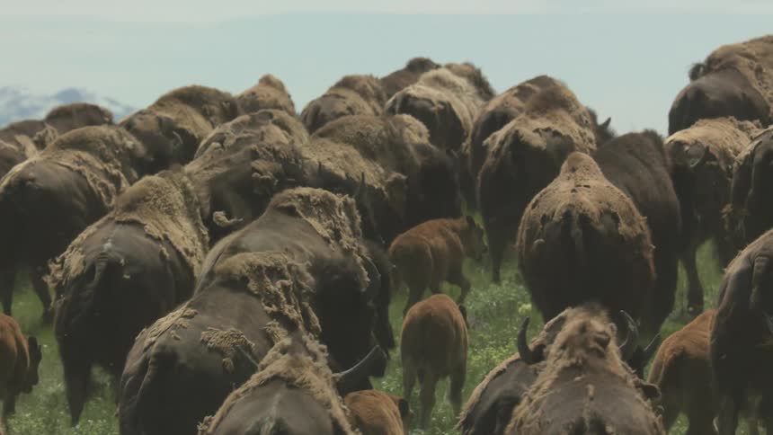 A large dense herd of bison including several calves is seen walking away from the camera up a grassy hill the animals shaggy shedding coats are prominent and snowcapped mountains are faintly visible on the horizon