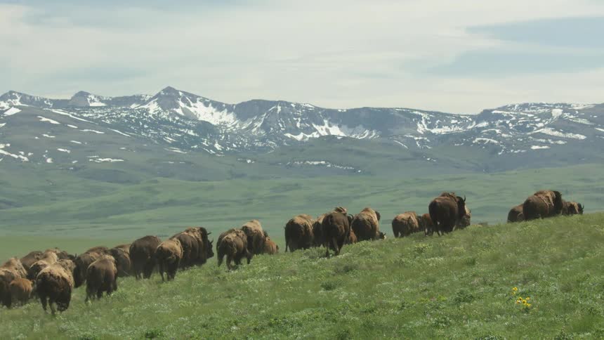 A large herd of bison or buffalo is seen walking away from the camera moving uphill across a vibrant green grassy slopein the background there is a sweeping panoramic view of rolling green hills that lead up to majestic mountains with snowy peaks un