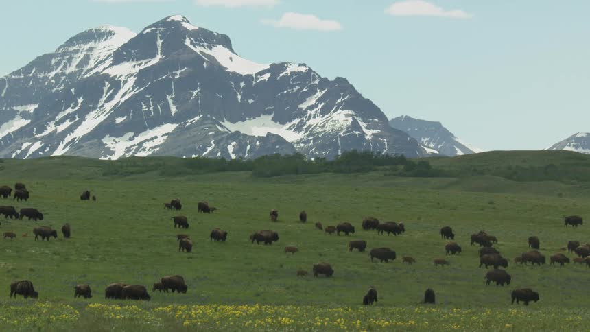 This video shows a long shot of a herd of bison moving slowly across a vast green rolling prairie under a pale sky the distant background is hazy consisting of soft lowlying hills or mountains