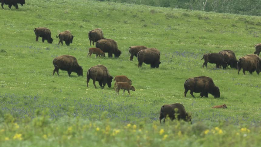 A large herd of bison including several reddish brown calves grazes and moves slowly across a wide lush green hillside dotted with purple and yellow wildflowers