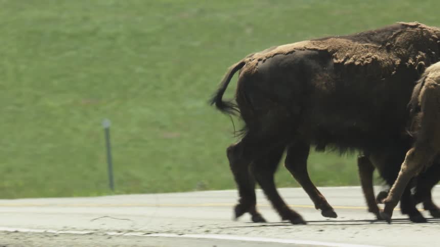 A herd of buffalo run across a rural highway on a summer day