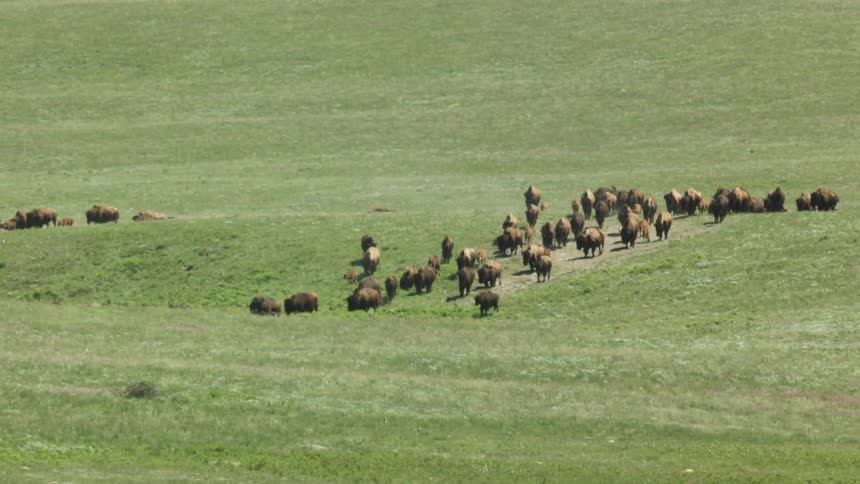 Bison walk in a group along a trail through an open field