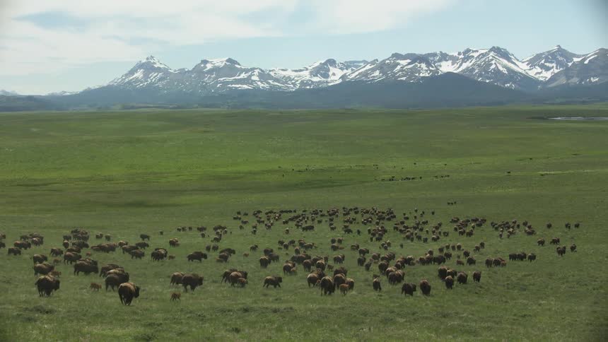 A large herd of bison moves across a lush green plain with snow capped mountains in the background
