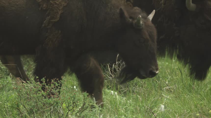 The buffalo walk through the green grass together