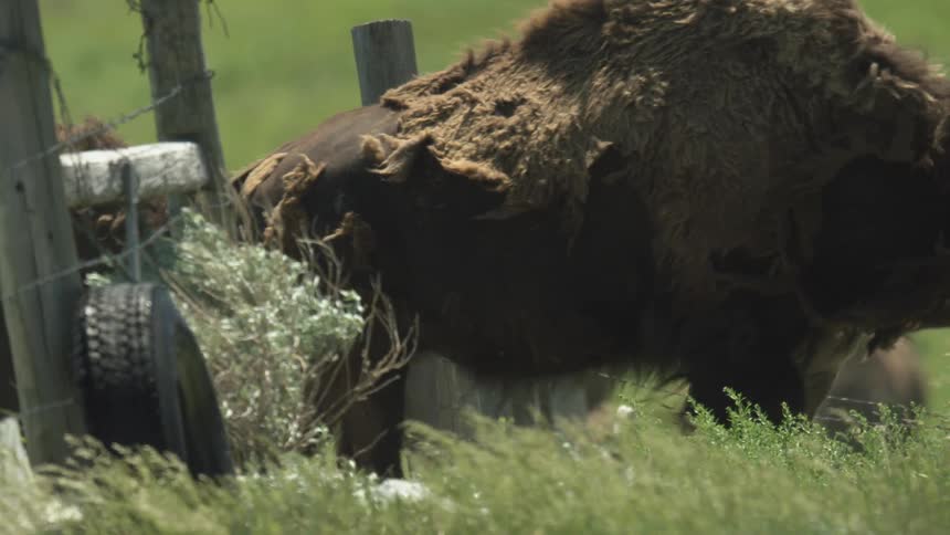 This beautiful wide shot captures a large herd of bison grazing peacefully on a vibrant green prairie dotted with yellow wildflowers the spectacular scene is framed by a huge majestic snowcapped mountain filling the upper background under a clear sky