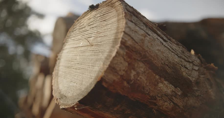 Freshly cut log reveals growth rings in natural scene with blurred background of trees and sky
