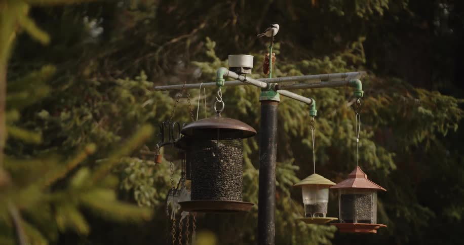 Bird feeding station with three hanging feeders in wooded area where birds feed peacefully