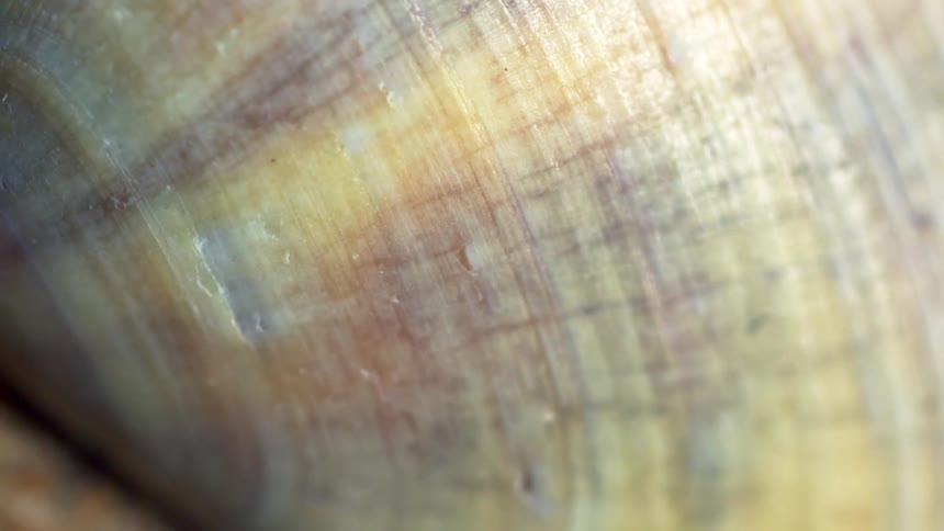 Shell in closeup showing a yellowish surface with curved lines