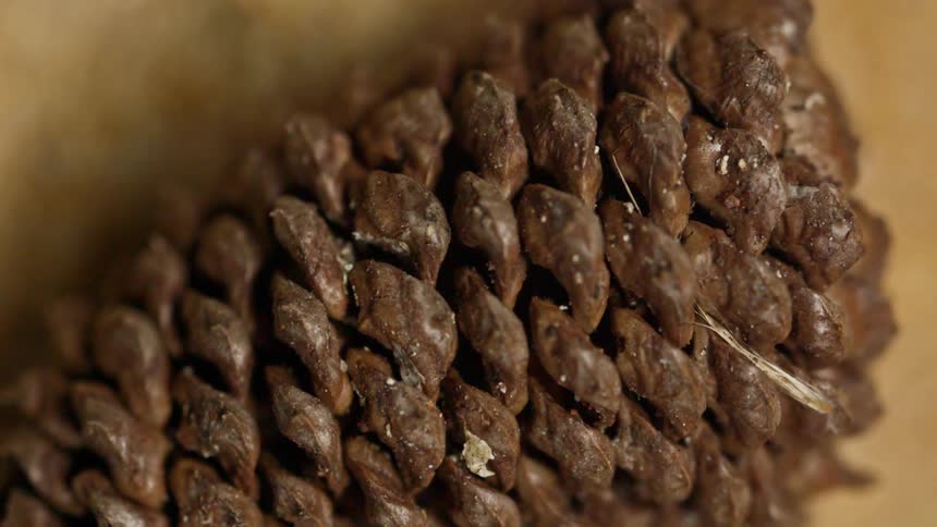 Pine cone in closeup highlighting its brown scales