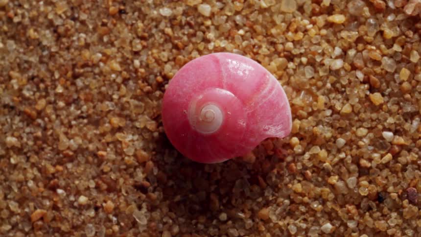 Pink snail shell lying on the sand on the beach
