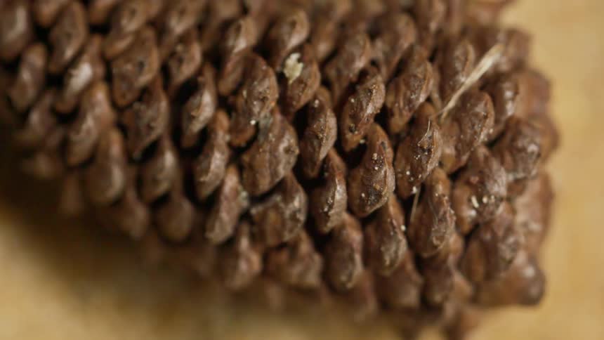 Tightly scaled pine cone in spiral pattern highlights natural texture and geometric structure