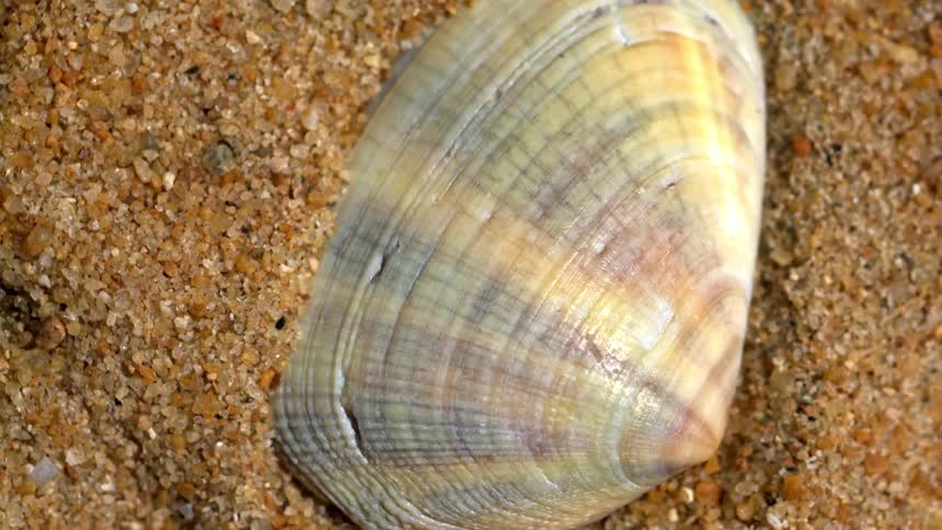 A seashell lies deep in the beach sand at midday