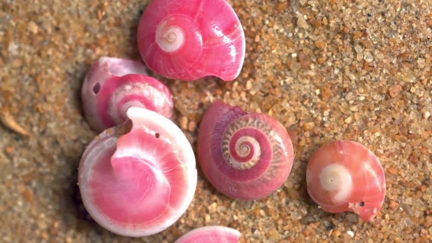 Pink seashells resting on coarse sand