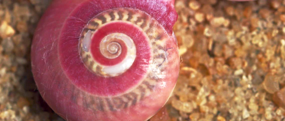 Pink seashell in closeup on sand