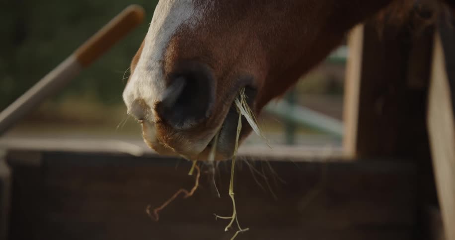 A tight closeup shot focuses on the mouth of a brown horse as it slowly chews and eats strands of dry hay with farm tools subtly visible and out of focus in the background