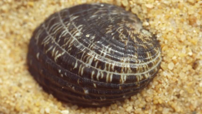 Sea shell lying on the sand at the beach