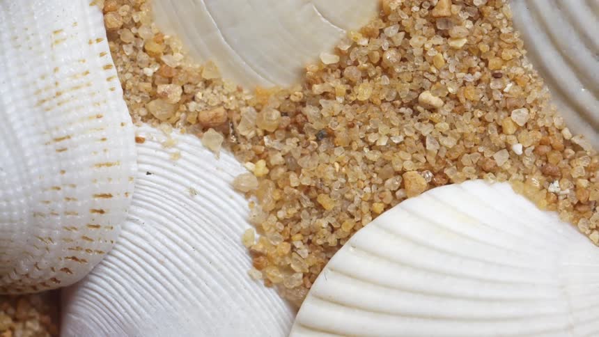 The video shows a closeup static shot of several white seashells resting on a bed of light brown and tan sand the composition highlights the textures of the shells ridges and the coarse grains of the sand