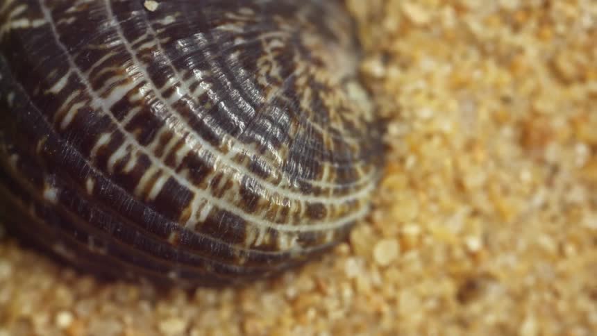 Sea shell lying in the sand on the beach