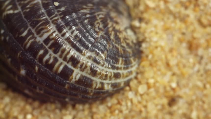 The seashell is buried in the sand