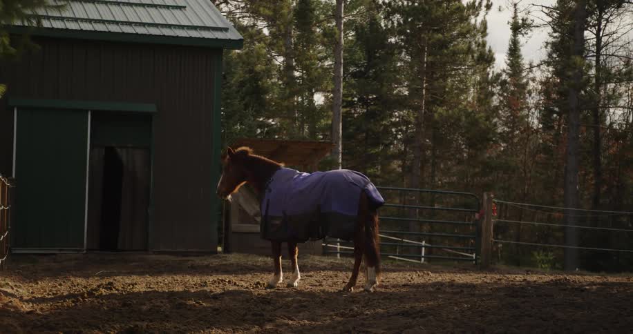 A full shot of a brown horse wearing a dark blue blanket as it stands still in a dirt paddock near a dark green barn structure the scene is outdoors with tall pine trees forming the background and is lit by sunlight casting long shadows