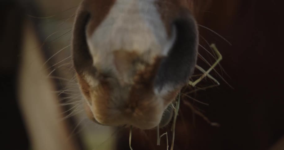 Horse mouth holding strands of hay while eating