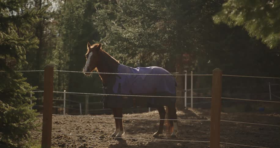 Horse standing behind a fence looking around at the edge of a mountain