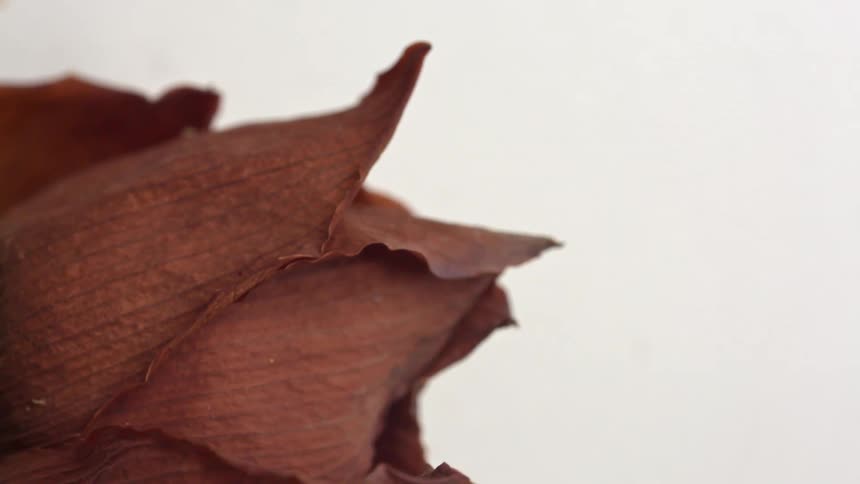 A dried brown rose rotates slowly against a white background