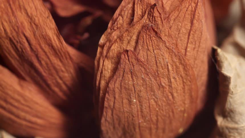 Closeup of dried red roses